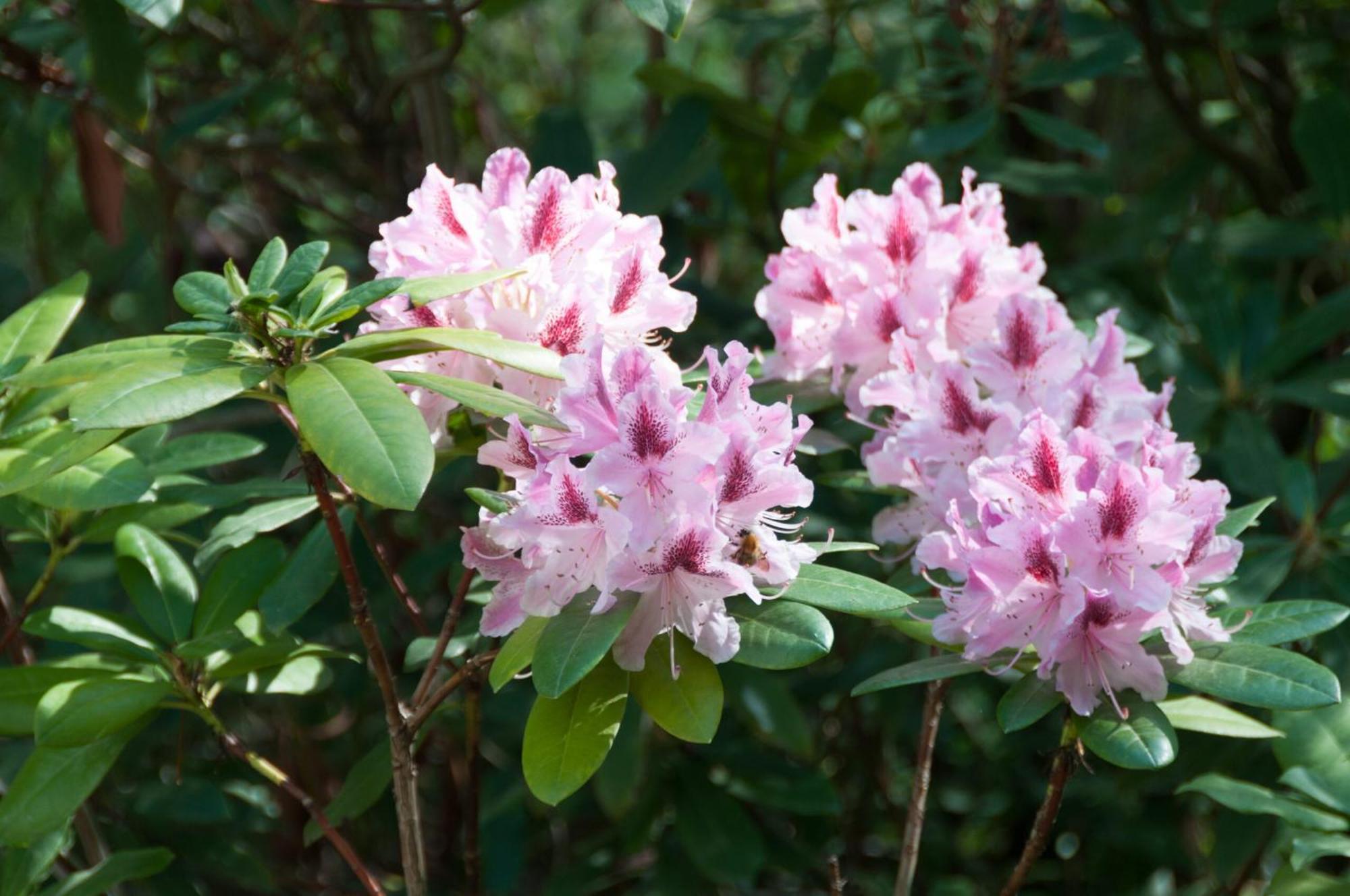 Hotellerie L'enclos Rey Hotel Paris